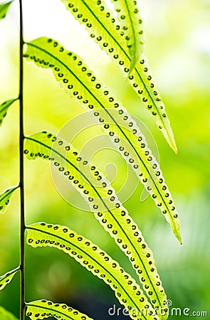 The structure of fern plant Stock Photo
