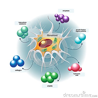 Structure of fibroblast cells Stock Photo