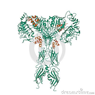 Structure of full-length insulin receptor green bound to four insulin molecules brown Stock Photo