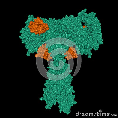 Structure of full-length insulin receptor green bound to four insulin molecules brown Stock Photo