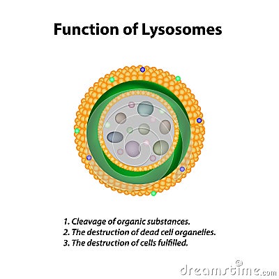 Structure and function of lysosomes. Infographics. Vector illustration on isolated background Cartoon Illustration