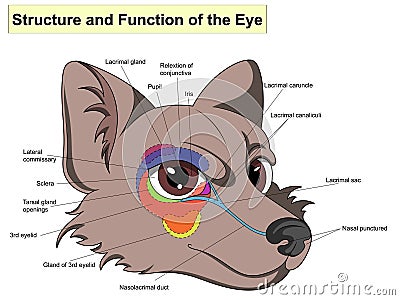 Structure and functions of the eye. The main parts that make up For basic medical education. Vector Illustration