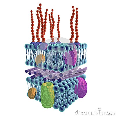 Structure of Gram-negative bacteria cell wall Cartoon Illustration