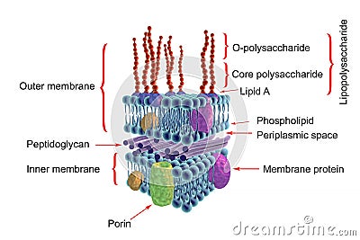 Structure of Gram-negative bacteria cell wall Cartoon Illustration