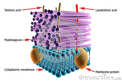 Structure of Gram-positive bacteria cell wall Cartoon Illustration