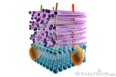 Structure of Gram-positive bacteria cell wall Cartoon Illustration