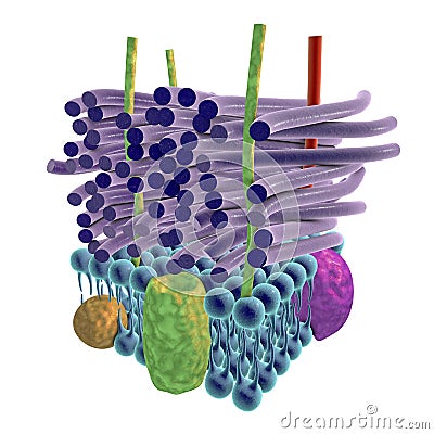 Structure of Gram-positive bacteria cell wall Cartoon Illustration