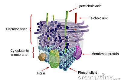 Structure of Gram-positive bacteria cell wall Cartoon Illustration