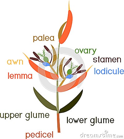 Structure of grass spikelet. Diagram of portion of grass inflorescence Stock Photo