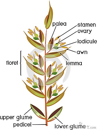 Structure of grass spikelet. Diagram of portion of grass inflorescence Stock Photo