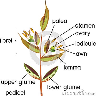 Structure of grass spikelet. Diagram of portion of grass inflorescence Stock Photo