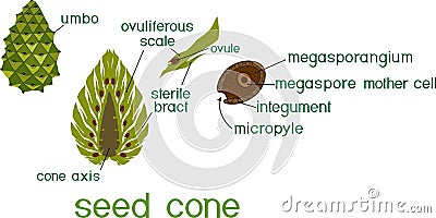 Structure of green female seed cone and megasporangium of pine with titles Stock Photo