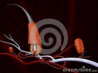 The structure of the hair, 3d illustration Cartoon Illustration