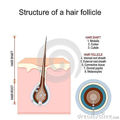 Structure of a hair follicle. Anatomy of hair shaft Vector Illustration