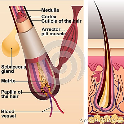 Structure of hair and follicle and sebaceous gland Vector Illustration