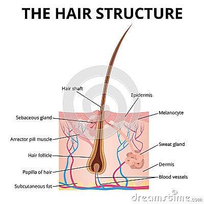 The structure of the hair Vector Illustration