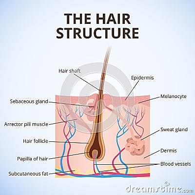 The structure of the hair Vector Illustration