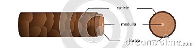 Structure hair in section under microscope illustration. Brown superficial scales with sebaceous cuticles. Vector Illustration