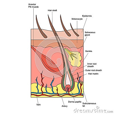 Structure of hair and skin diagram medical science Vector Illustration