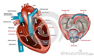 Structure of the Heart valves anatomy. Mitral valve, pulmonary valve, aortic valve and the tricuspid valve. Anterior Vector Illustration