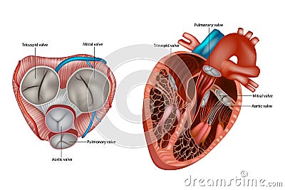 Structure of the Heart valves anatomy. Mitral valve, pulmonary valve, aortic valve and the tricuspid valve Vector Illustration