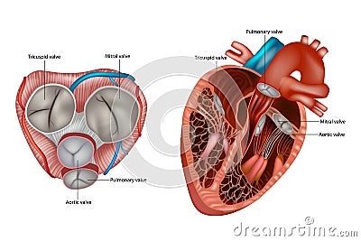 Structure of the Heart valves anatomy. Mitral valve, pulmonary valve, aortic valve and the tricuspid valve. Vector Illustration