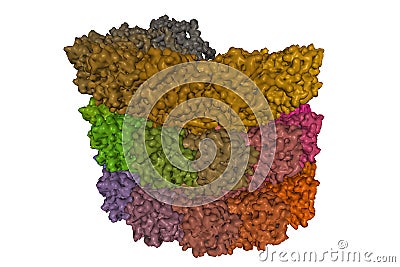 Structure of the helical Measles virus nucleocapsid Stock Photo