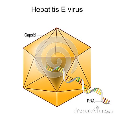 Structure of Hepatitis E virus. Virion anatomy Vector Illustration
