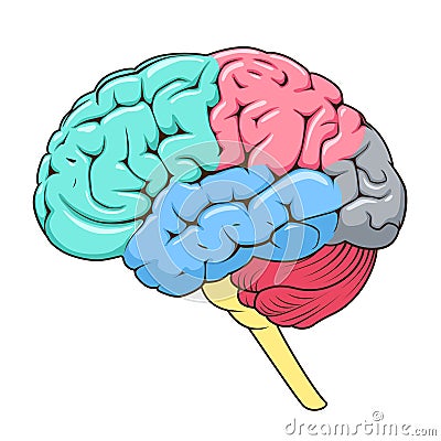 Structure of human brain schematic vector Vector Illustration