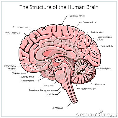 Structure Of Human Brain Section Schematic Vector Stock Vector - Image ...