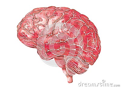 Structure of the human brain. Side Lateral view. Medical watercolor anatomy illustration. Hand drawn elegant anatomical Cartoon Illustration