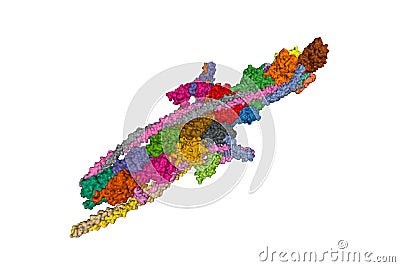 Structure of human cardiac thin filament in the calcium free state Stock Photo