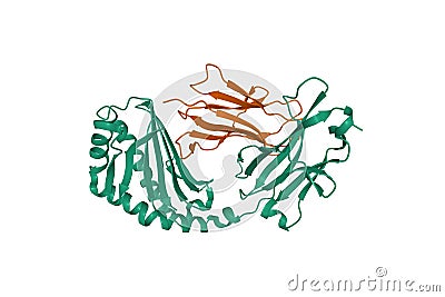 Structure of human CD1a green in complex with beta-2-microglobulin brown Stock Photo