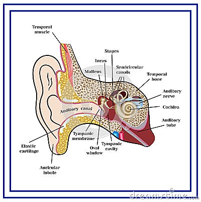 The structure of the human ear Vector Illustration