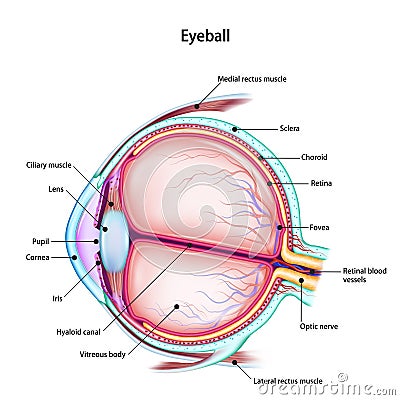 Structure of the human eyeball with the name and description of all sites. Medical didactic anatomy poster Cartoon Illustration