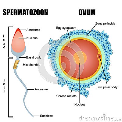 Structure of human gametes : egg and sperm Cartoon Illustration