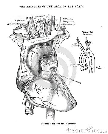 Structure of a human heart from an atlas of human anatomy isolated on a white background Stock Photo