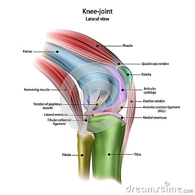 Structure of the human knee joint with the name and description of all sites. Lateral view. Medical science anatomy poster. Cartoon Illustration