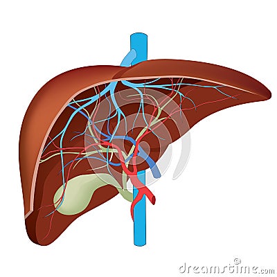 Structure of the human liver. Vector Illustration