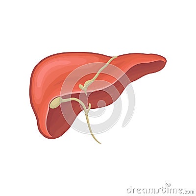 Structure of human liver. Organ of digestion. Biology and physiology concept. Graphic design for book, infographic or Vector Illustration