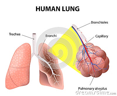 Structure of the human lungs. Human Anatomy Vector Illustration