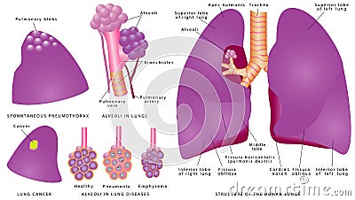Structure of the human lungs Vector Illustration