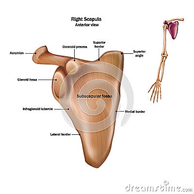 The structure of the human scapula bone with the name and description of all sites Stock Photo