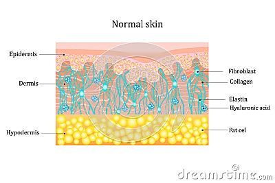 Structure human skin with collagen and elastin fibers, fibroblasts.Layers of the human skin. skin and health care Vector Illustration