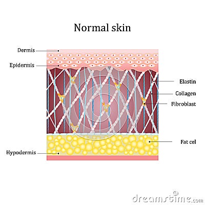 Structure human skin with collagen and elastin fibers, fibroblasts. Vector diagram Vector Illustration