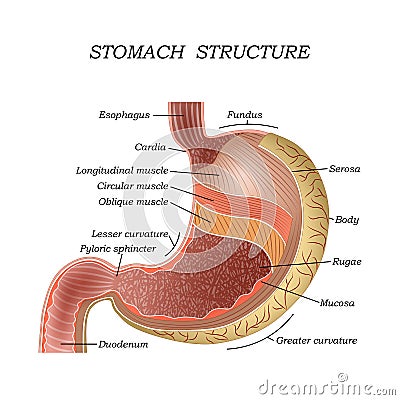 The structure of the human stomach, training medical anatomical poster for education, vector illustration. Vector Illustration