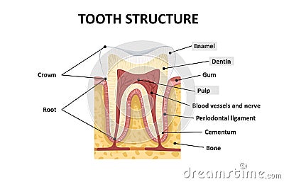 Structure of human teeth Vector Illustration