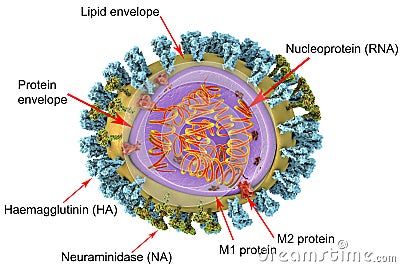 Structure of influenza virus Cartoon Illustration