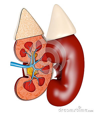 Structure of the kidney medical 3d illustration. Science medical educational material Cartoon Illustration
