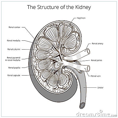 Structure of the kidney medical vector Vector Illustration
